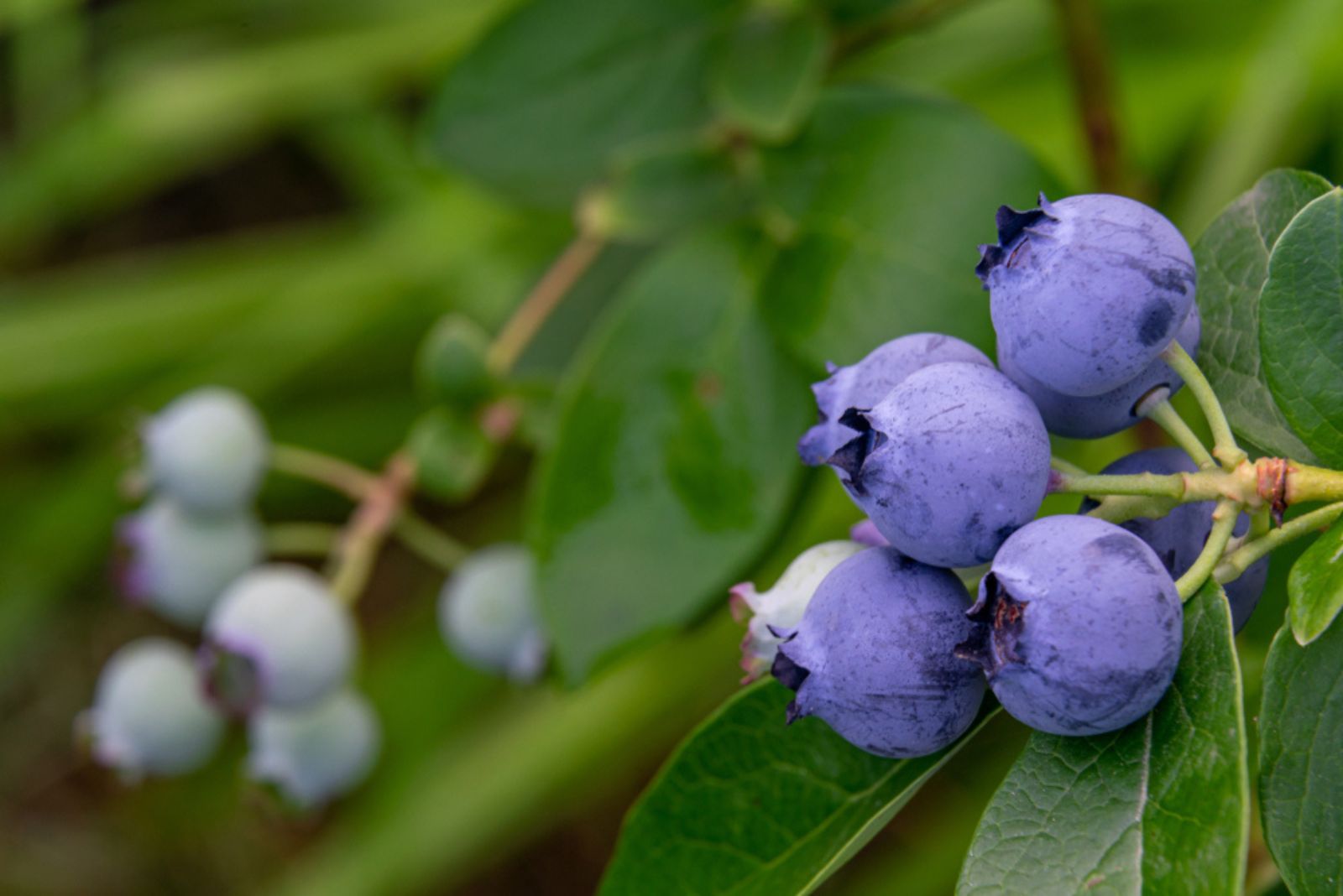 sunshine blue blueberry