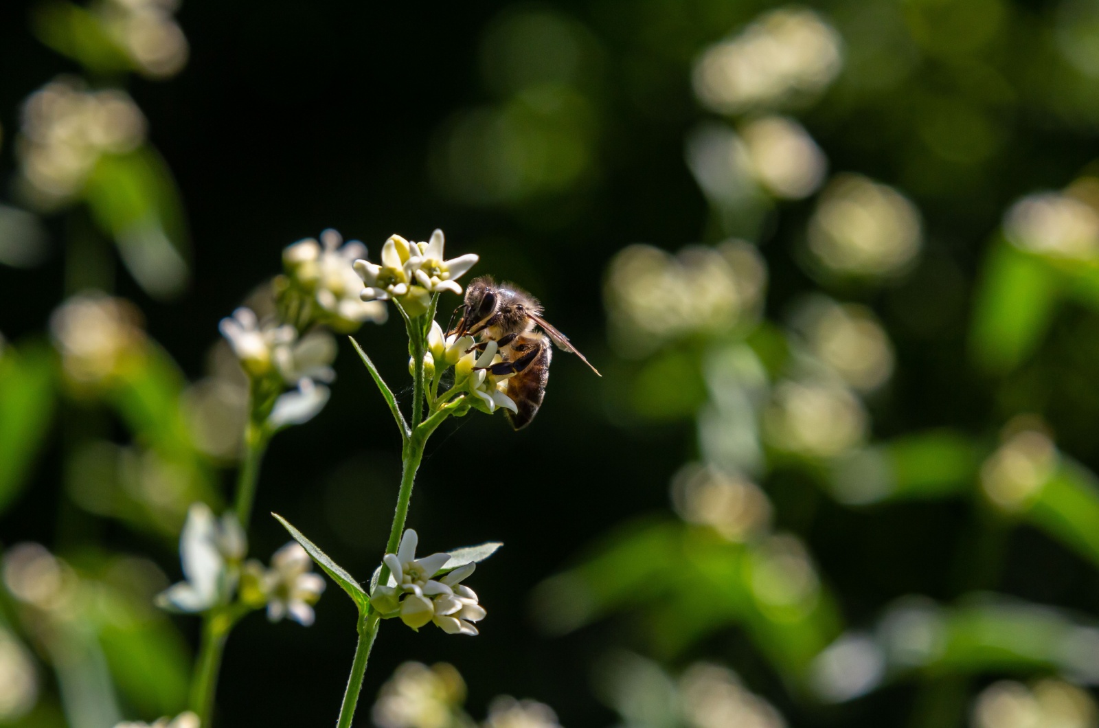 swallow-wort plant