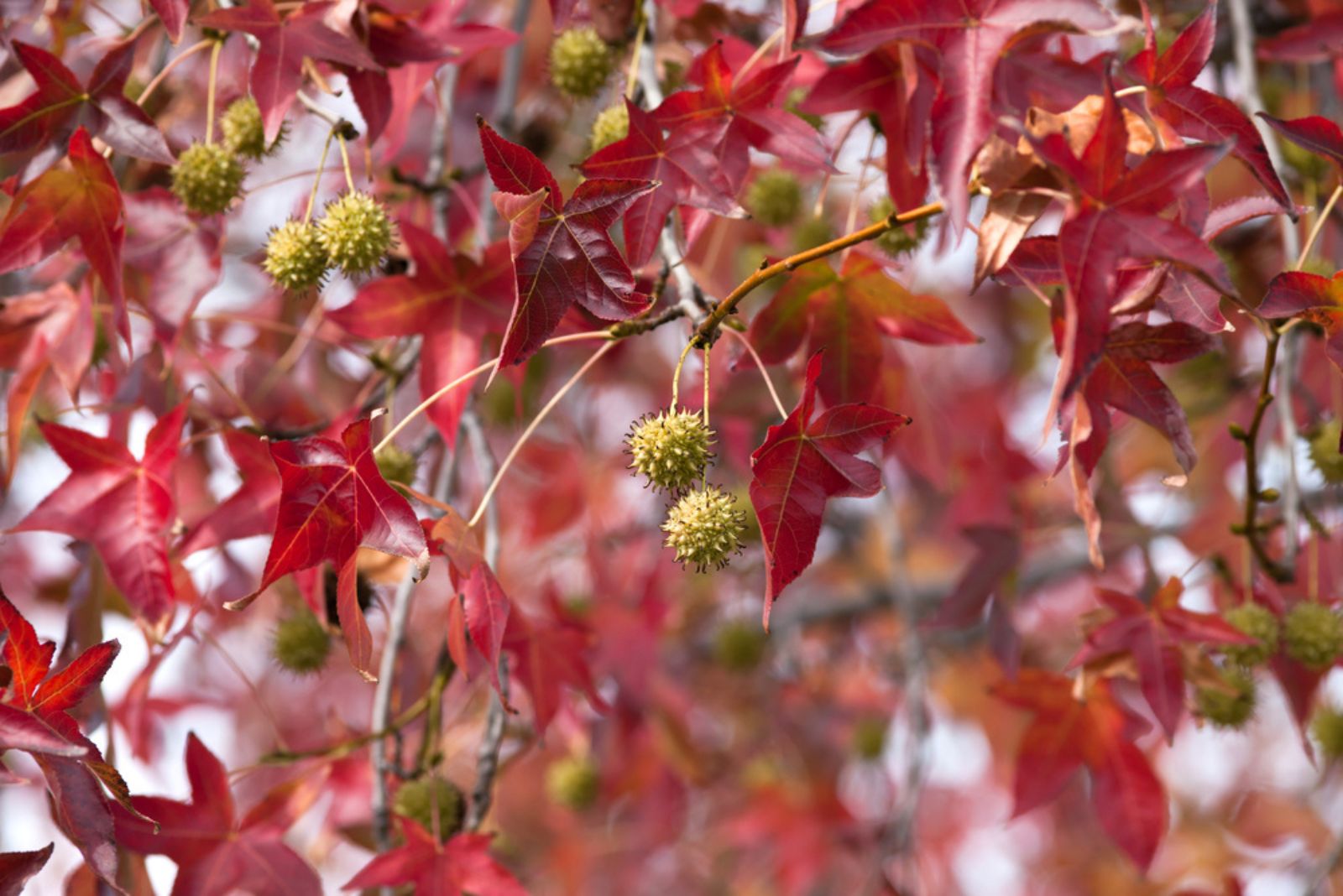 sweet gum tree