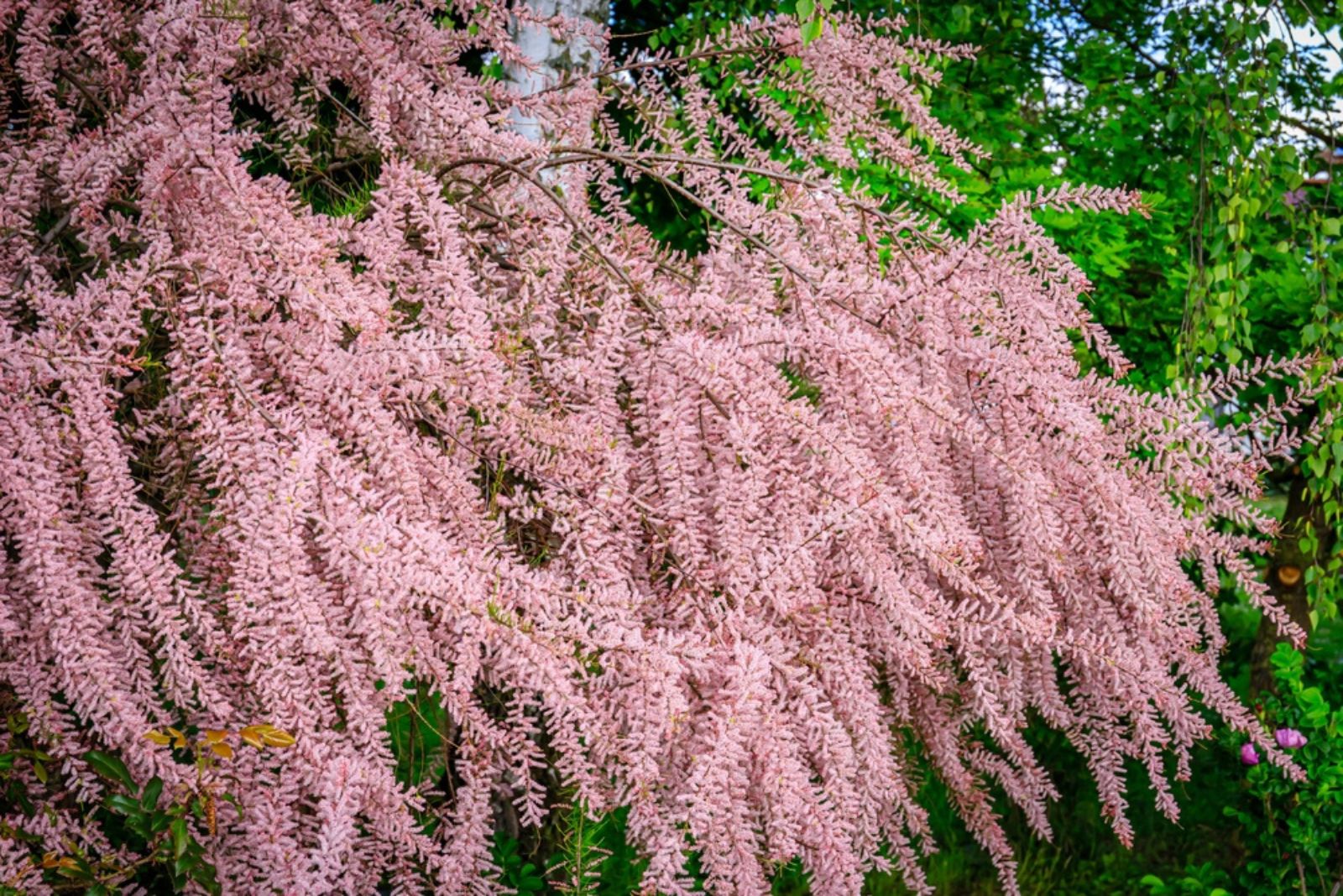 tamarisk tree