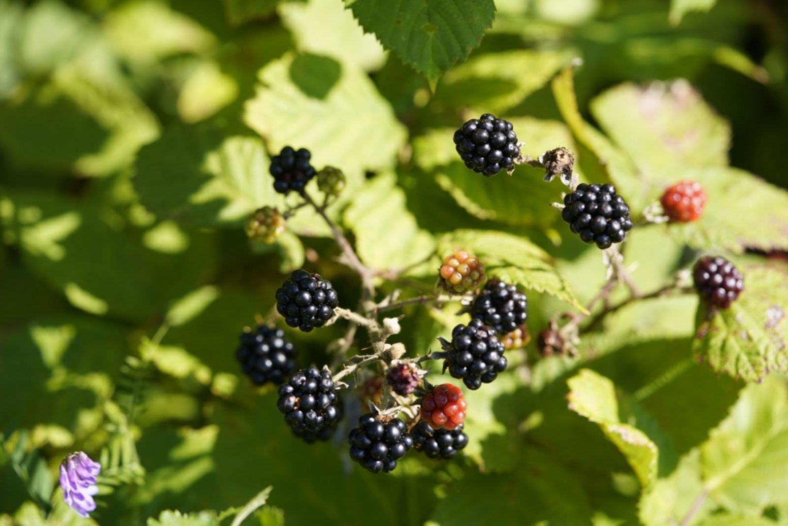 thorny blackberry