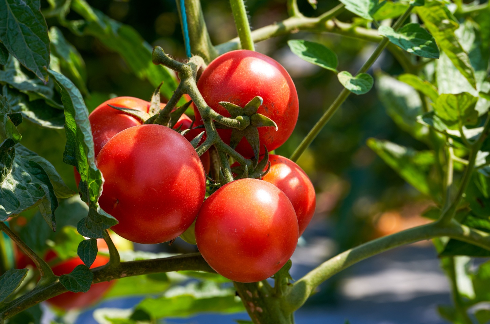 tomatoes growing in garden