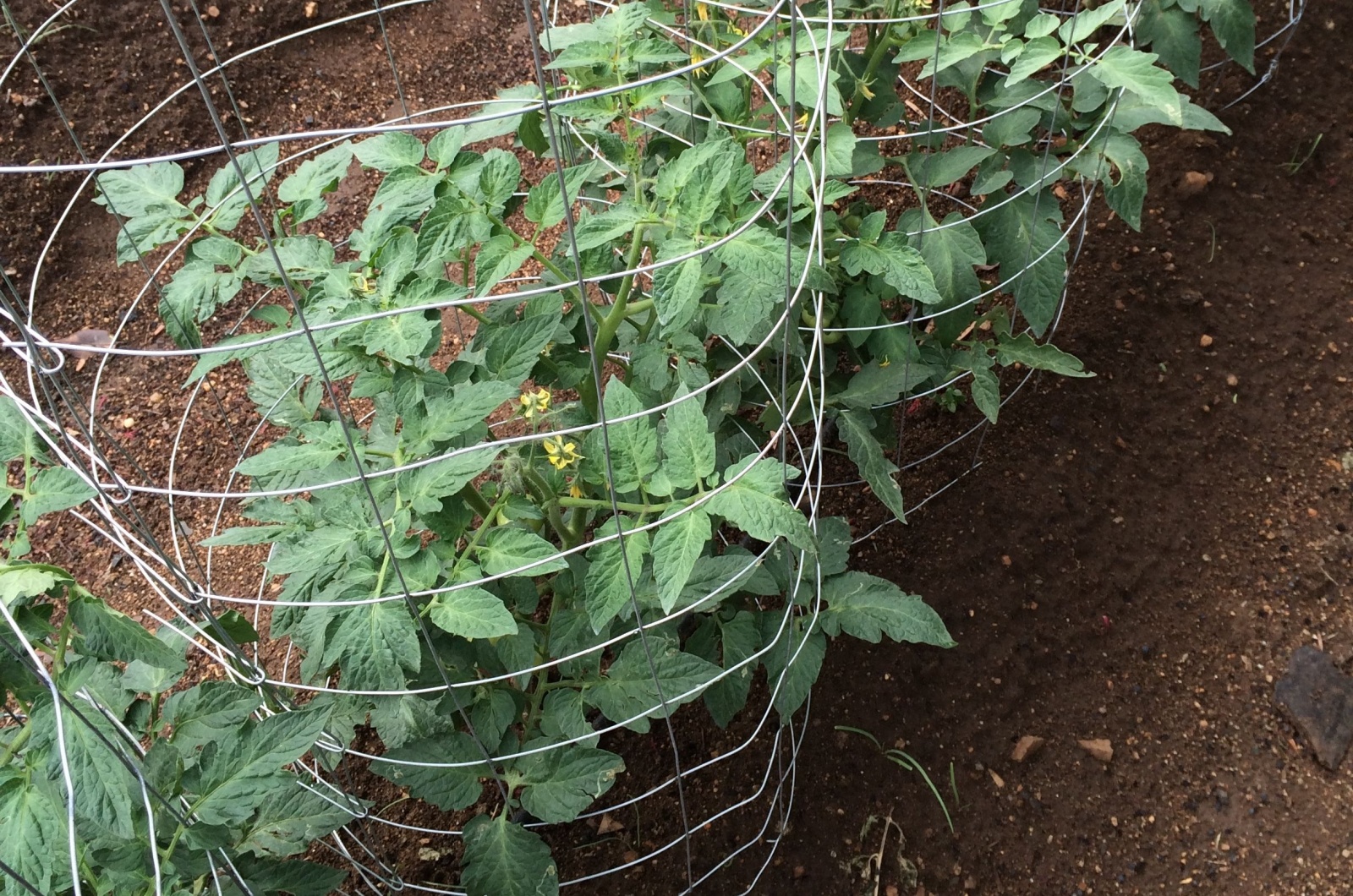 tomatoes in a wire cage