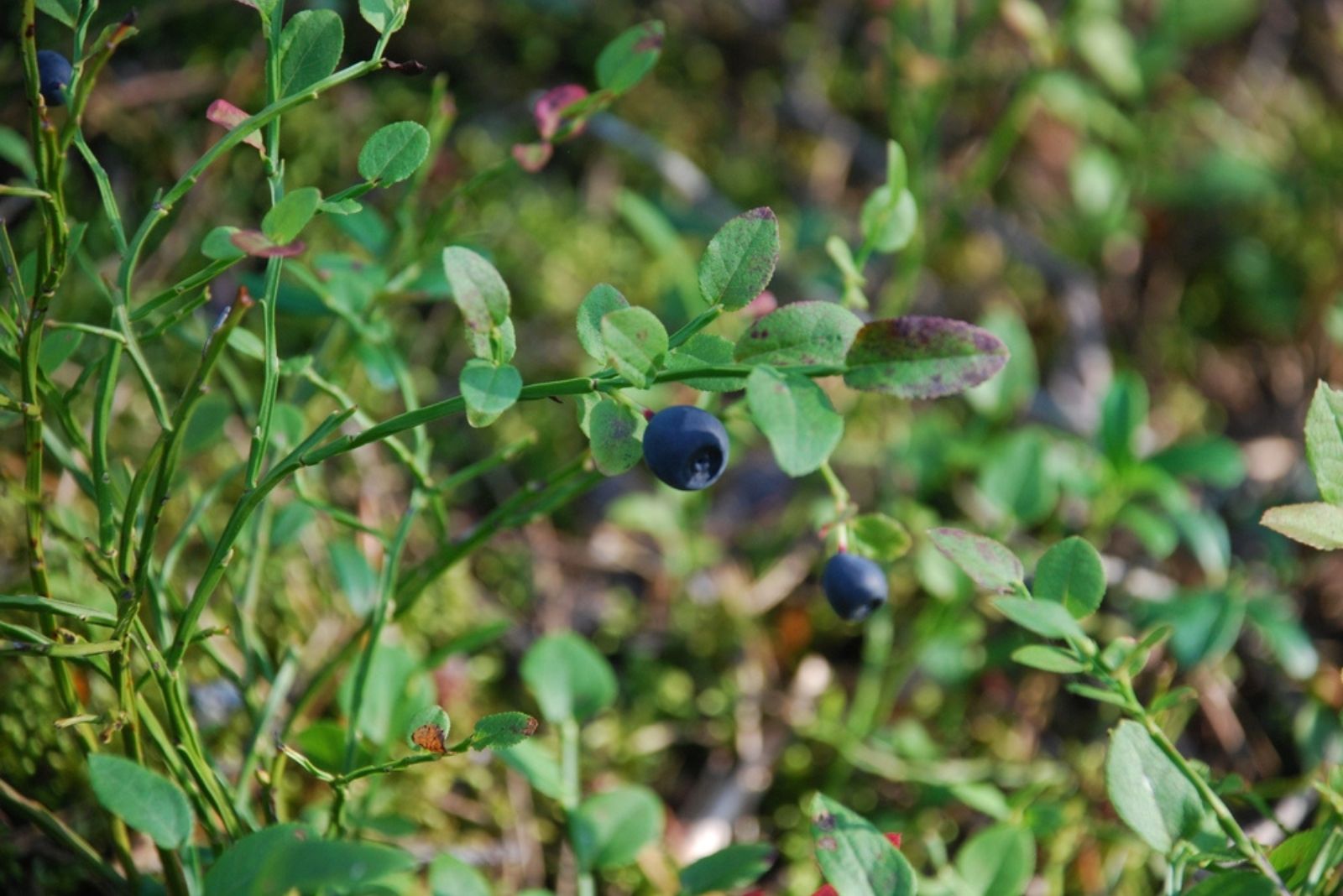 top hat blueberry