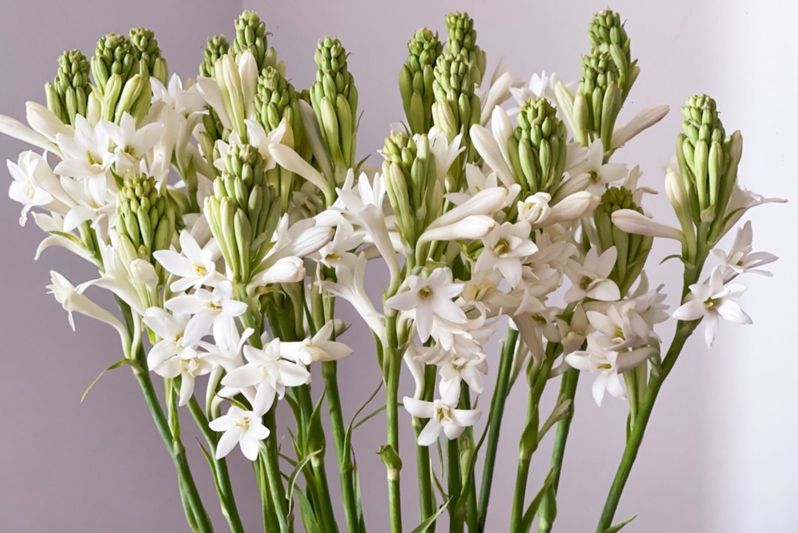 tuberose