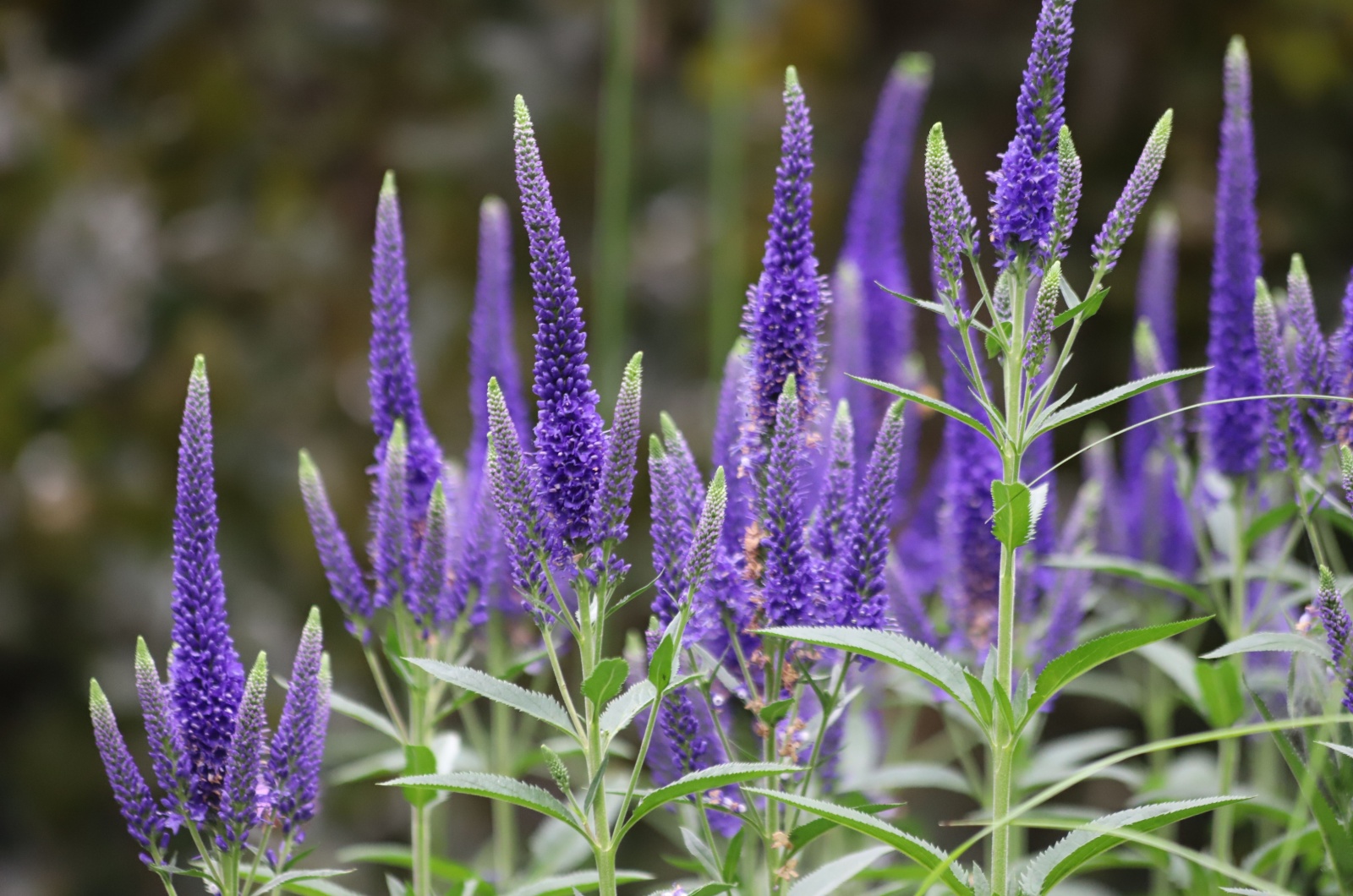 veronica 'Goodness Grows'