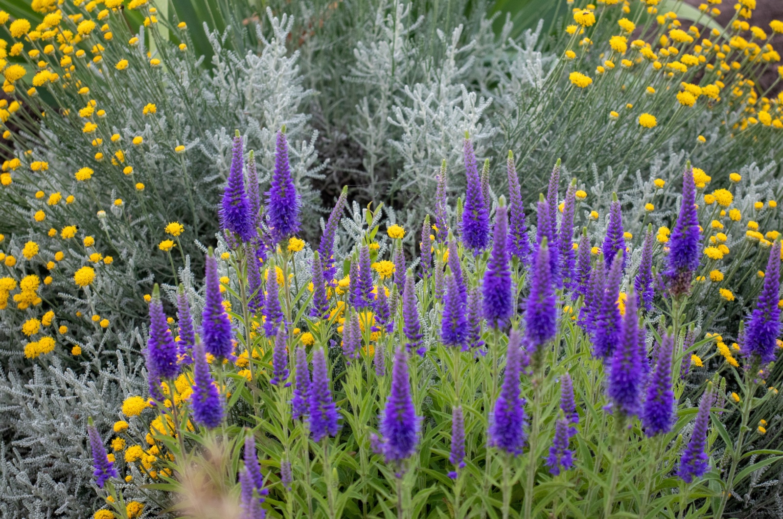 veronica 'first glory' flower