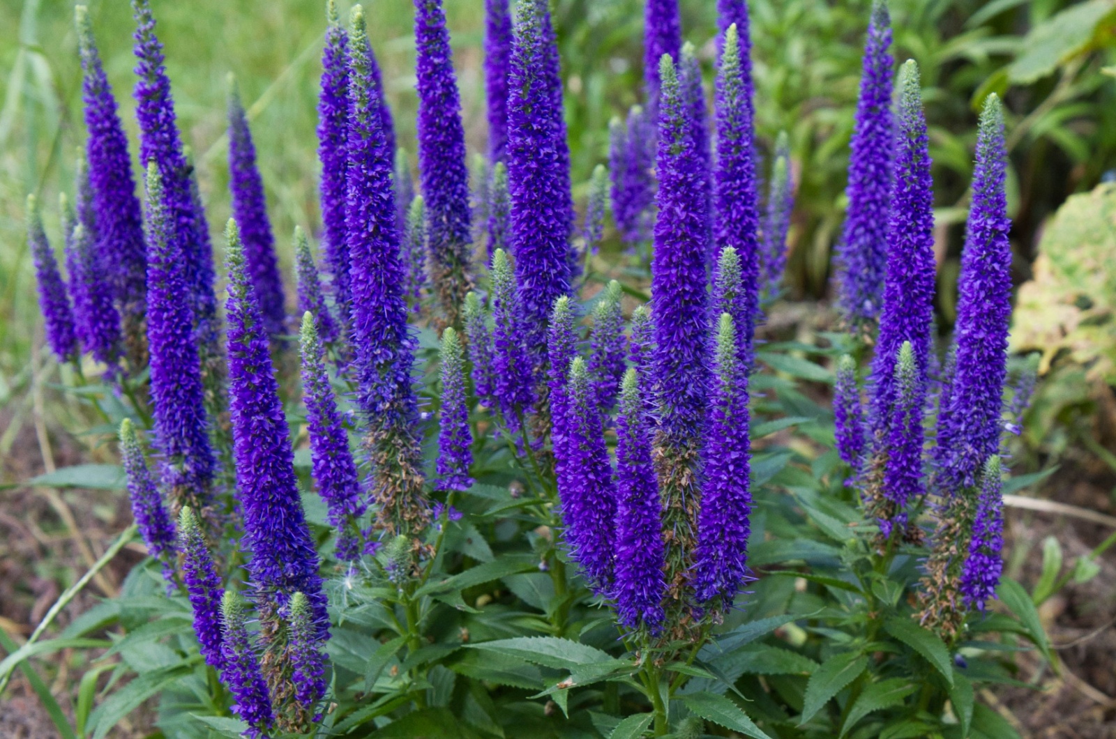 veronica 'purple fox'