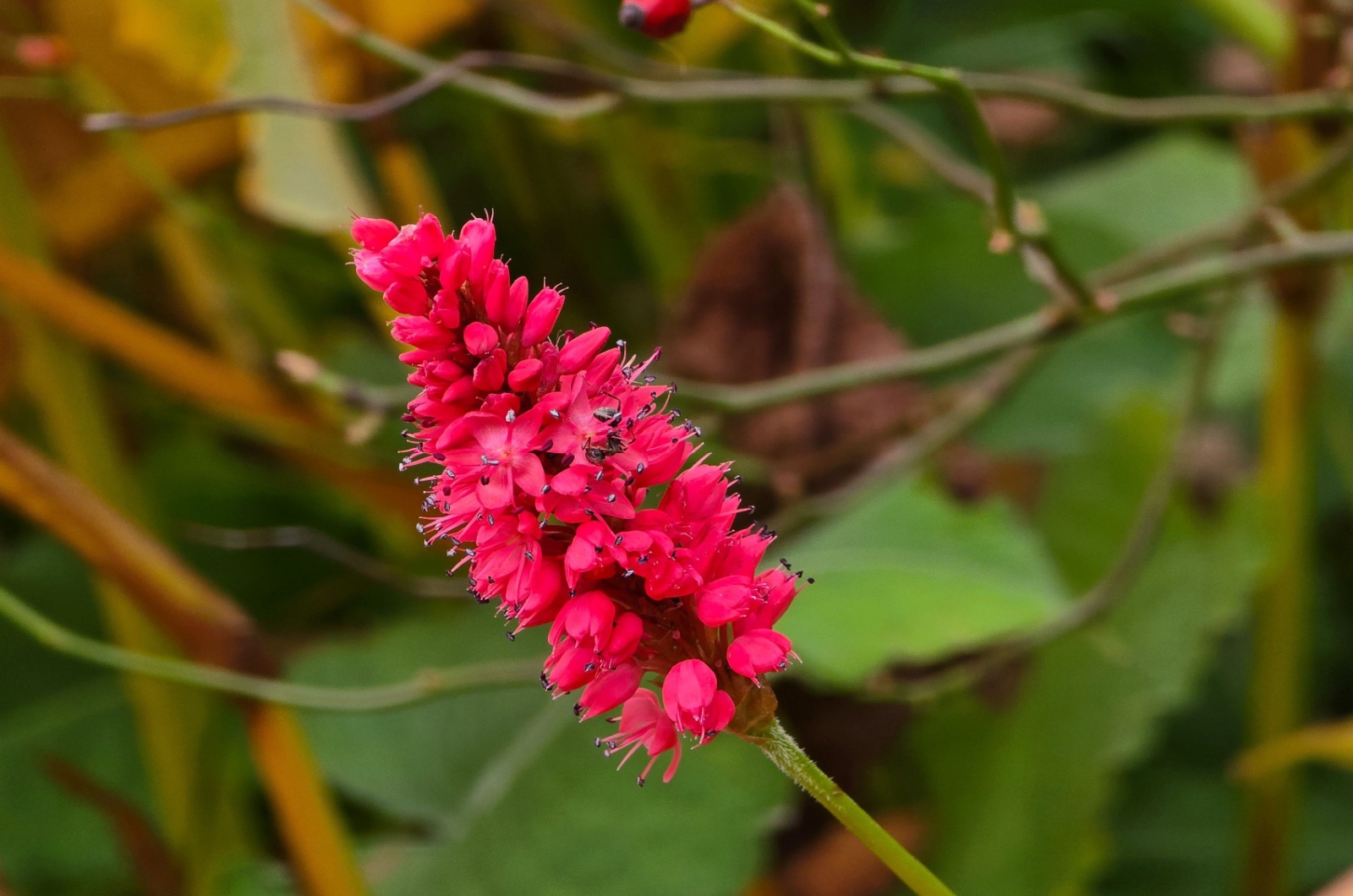 veronica red flower