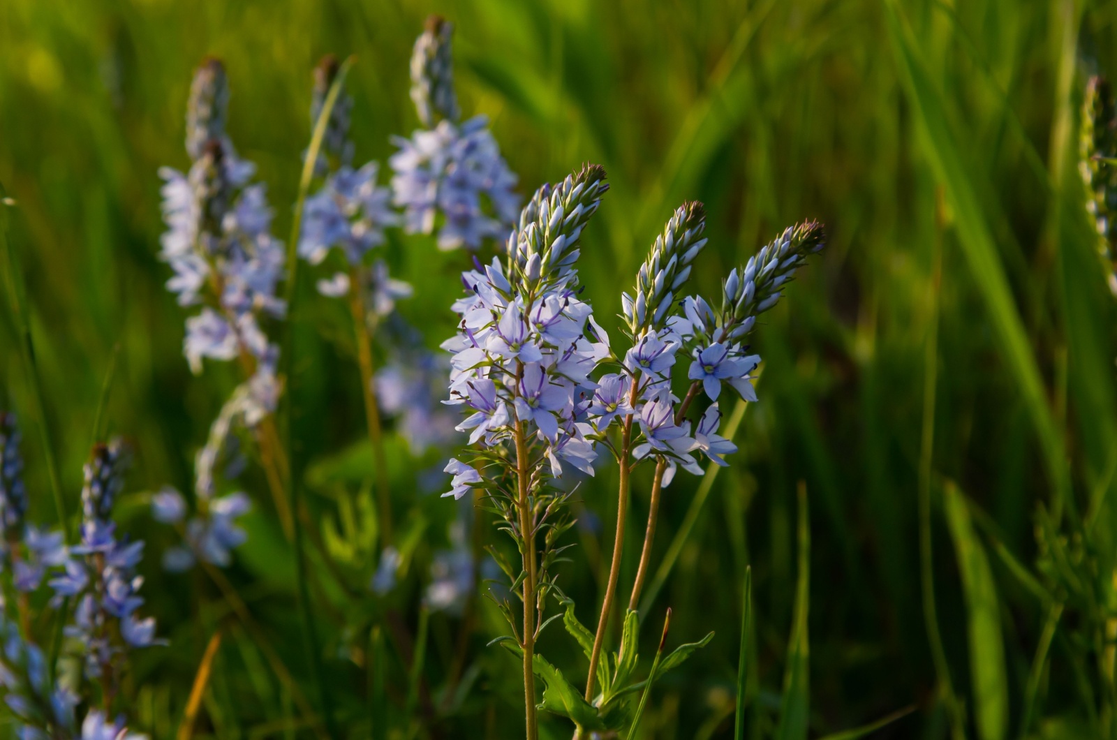 veronica 'sunny border blue'