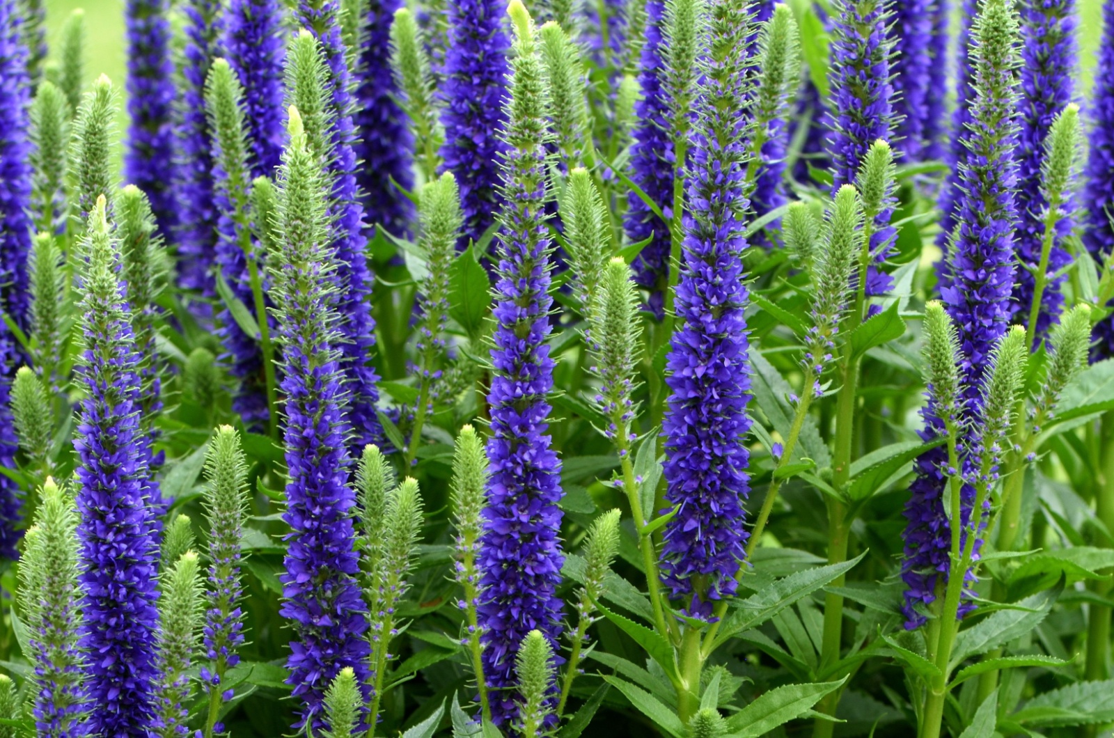 veronica 'ulster blue'