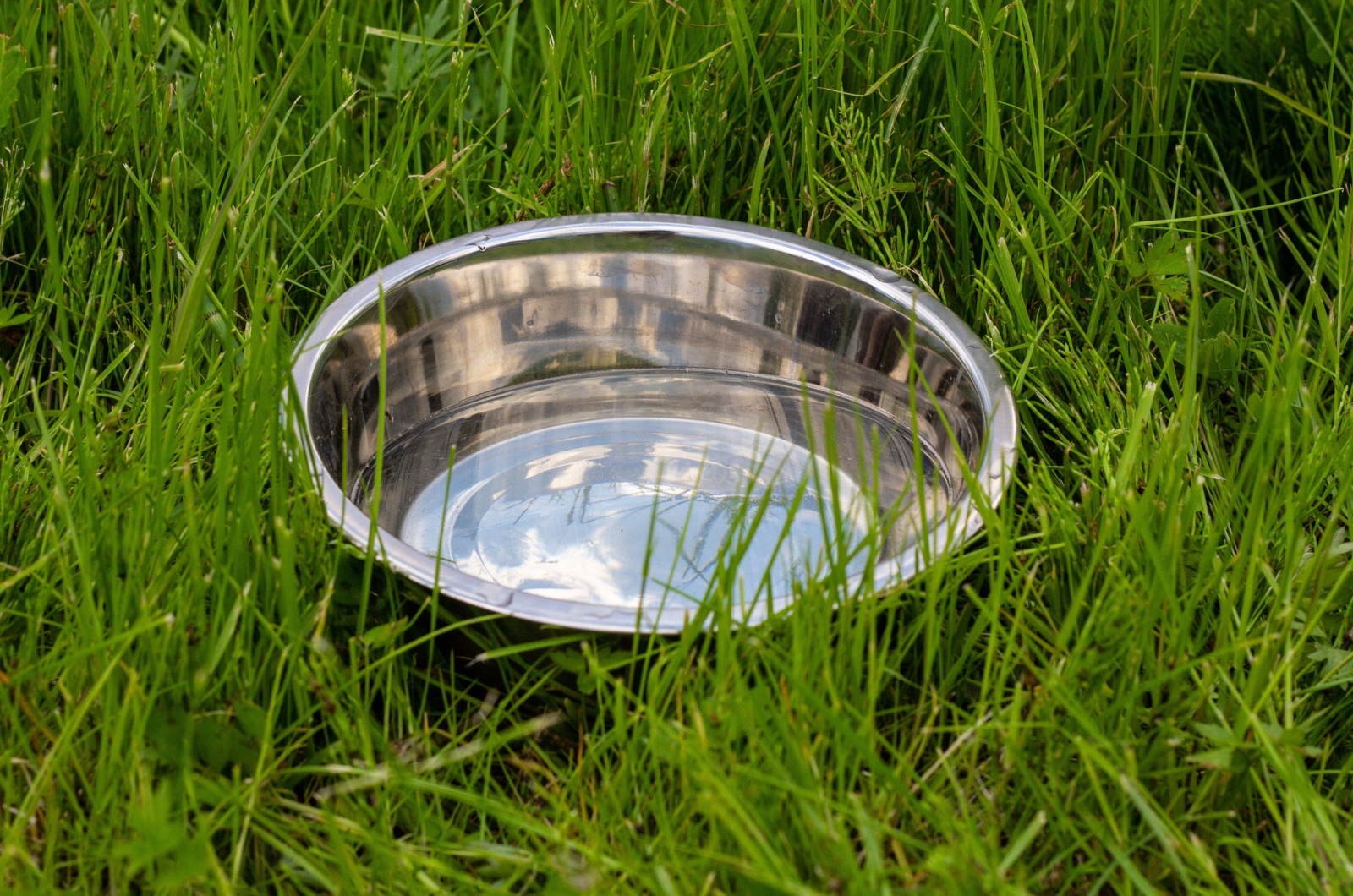 water bowl in garden