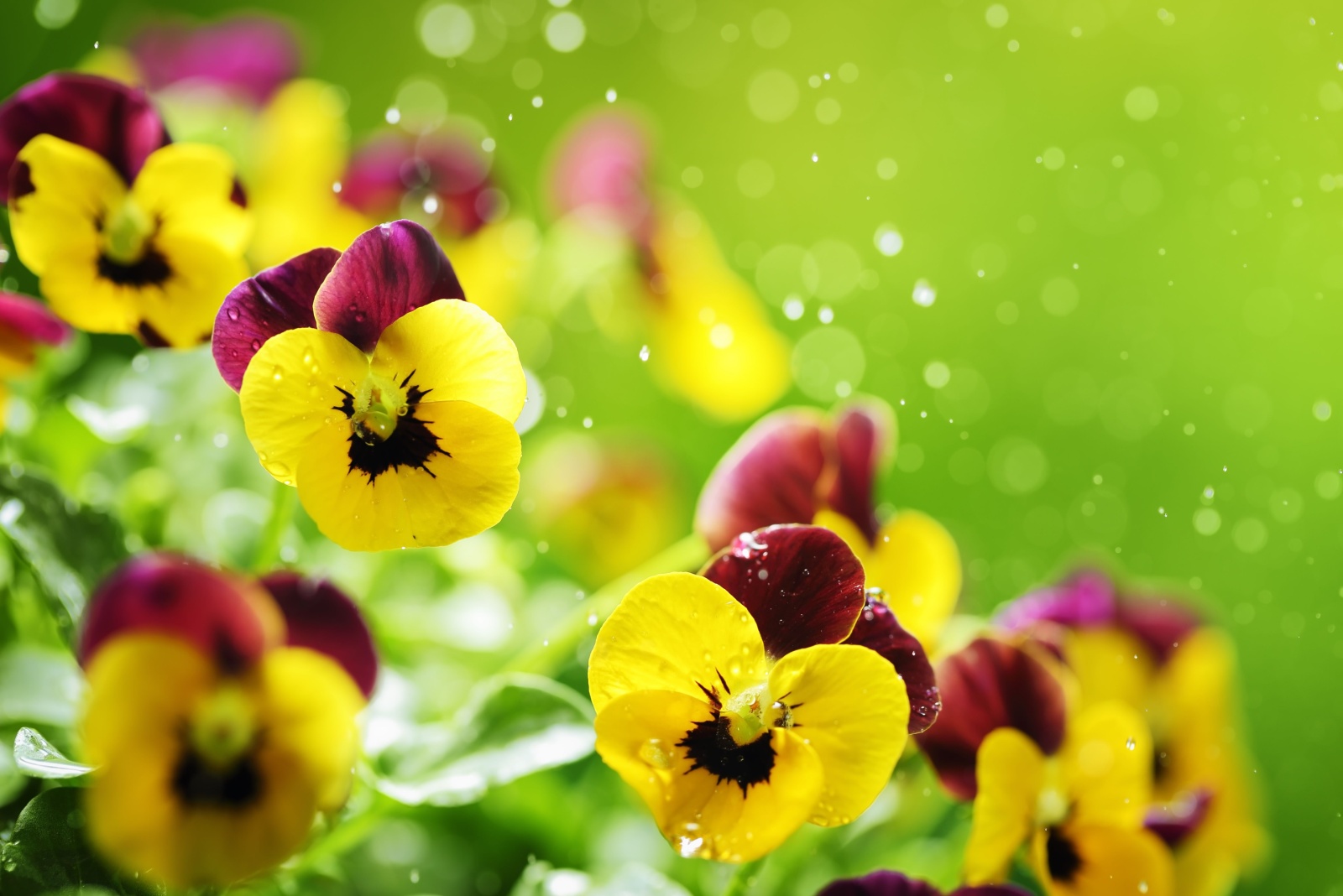 watering pansies