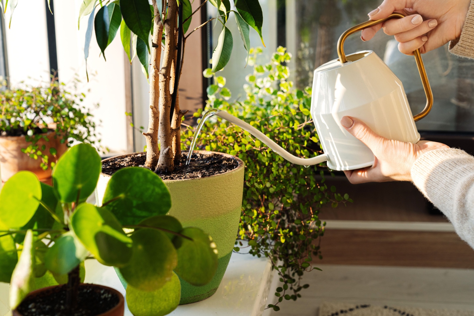 watering potted plant