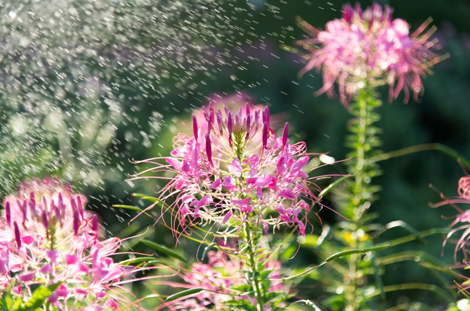 watering spider flower