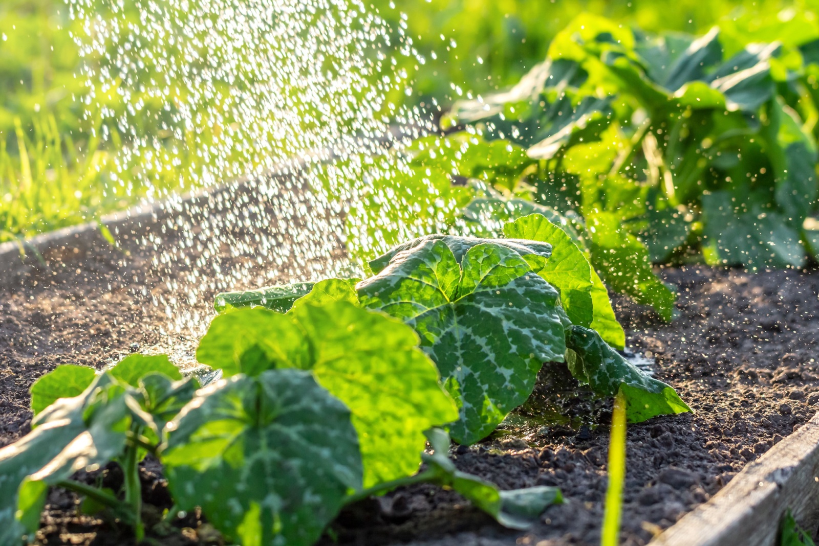 watering zucchini