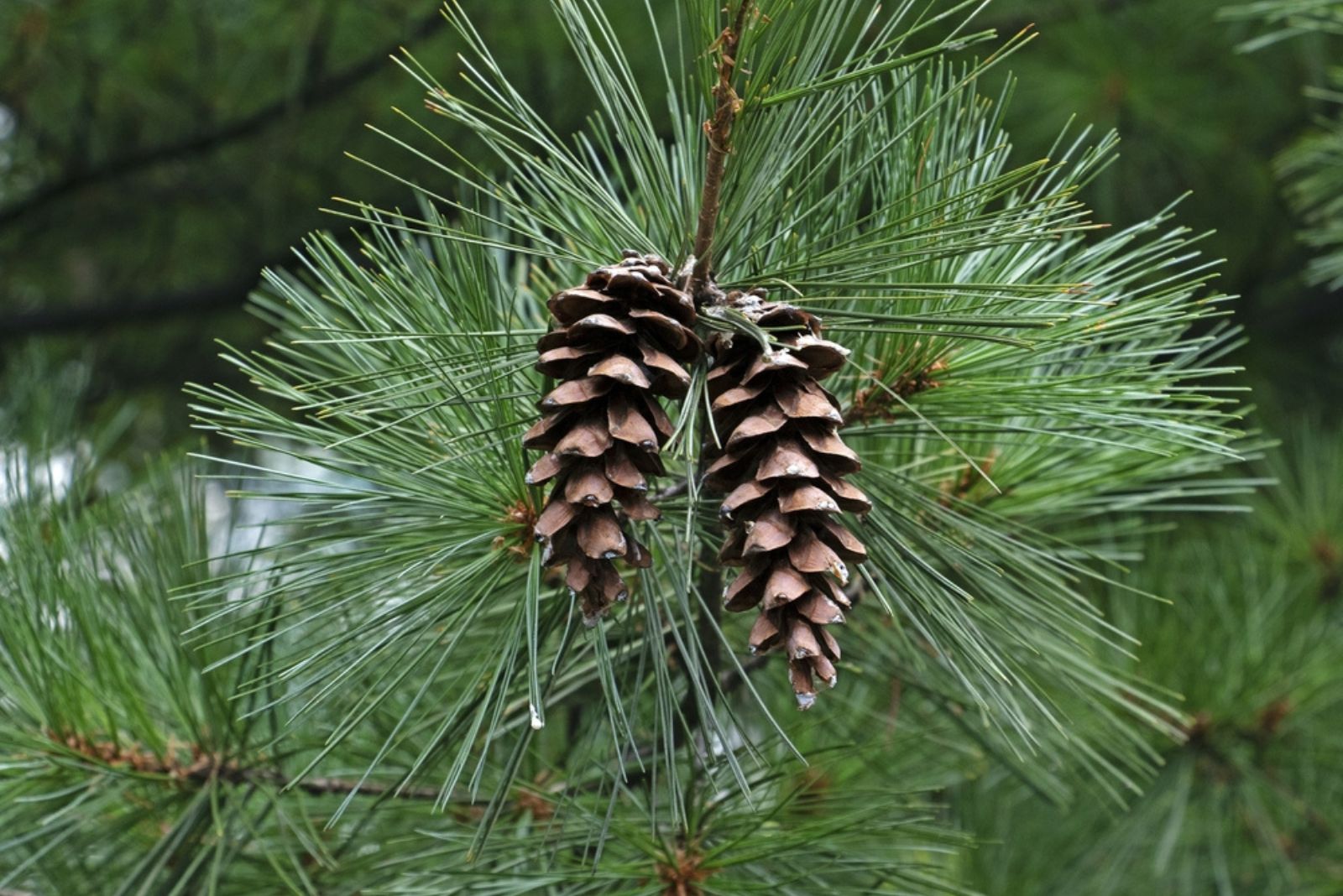 white pine tree