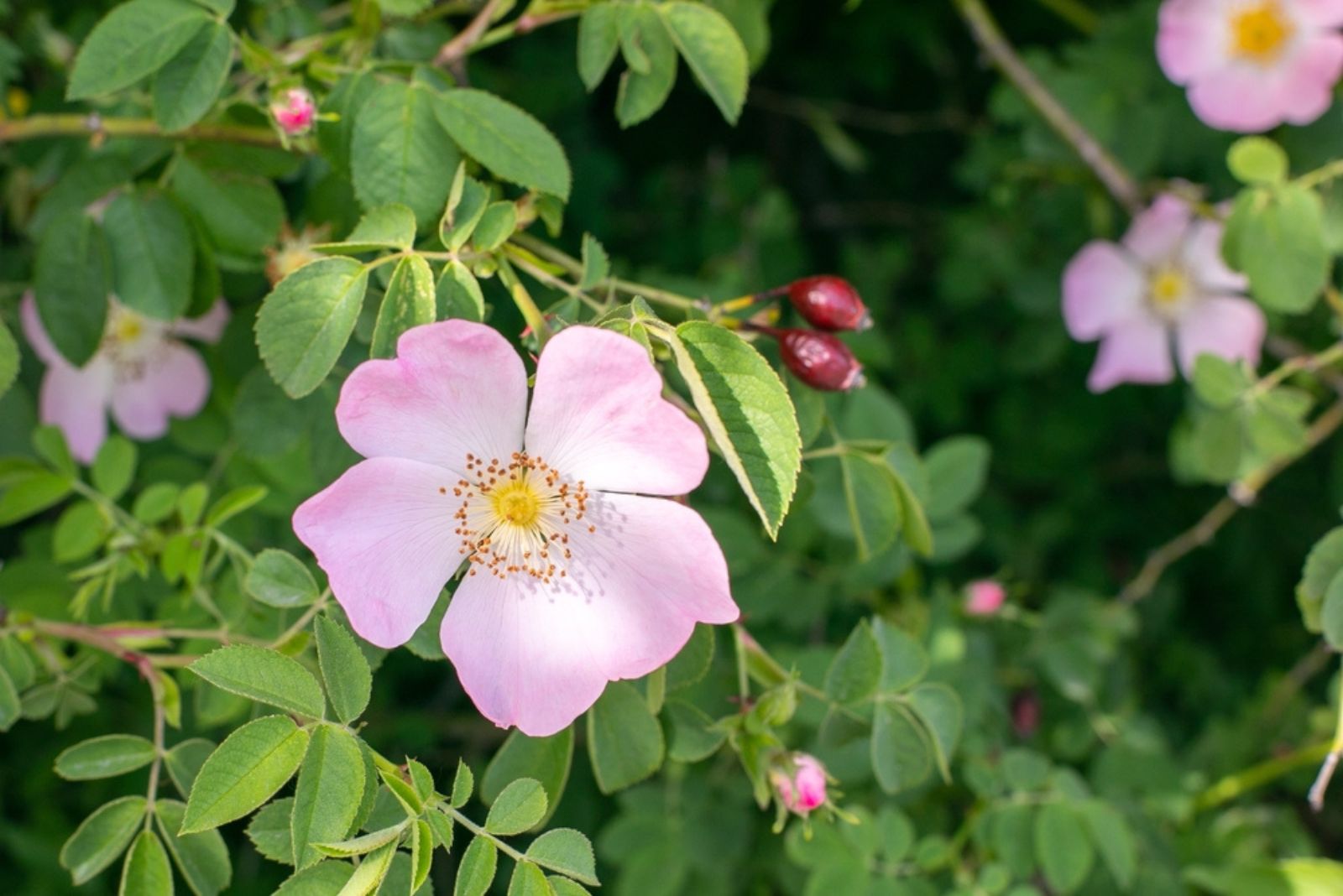 wild rose