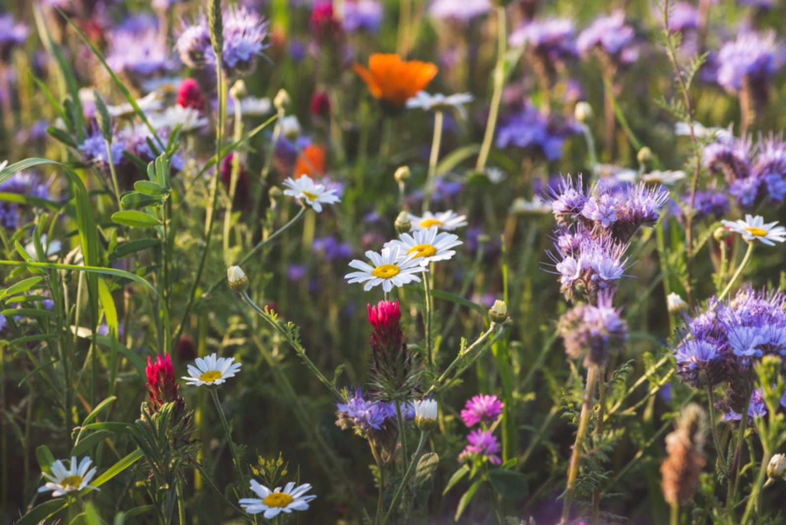 wildflower landscape