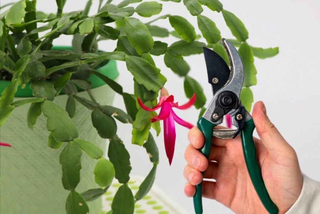 woman cutting Christmas Cactus