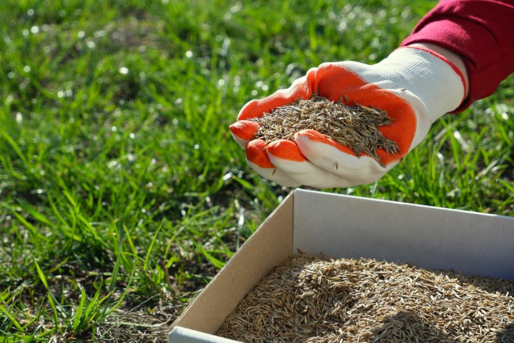 woman holding grass seed in hand