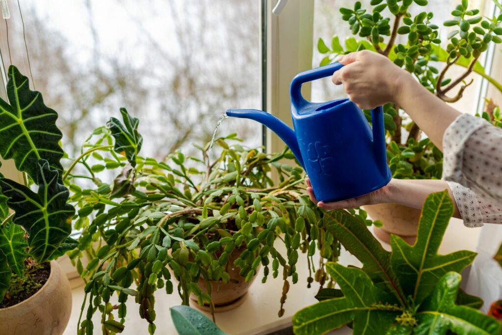 woman of the bay Christmas cactus