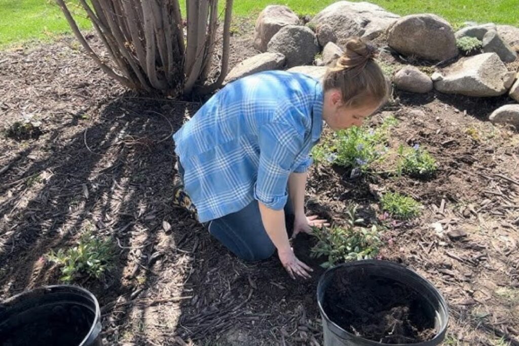 woman planting Lungworts