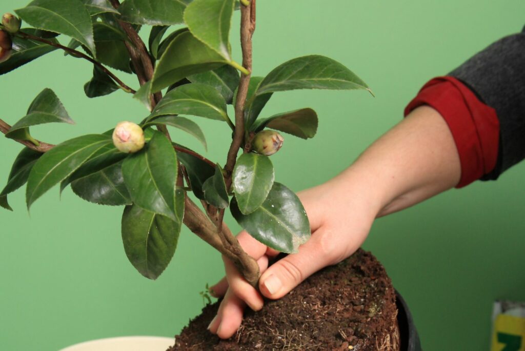 woman planting camellia