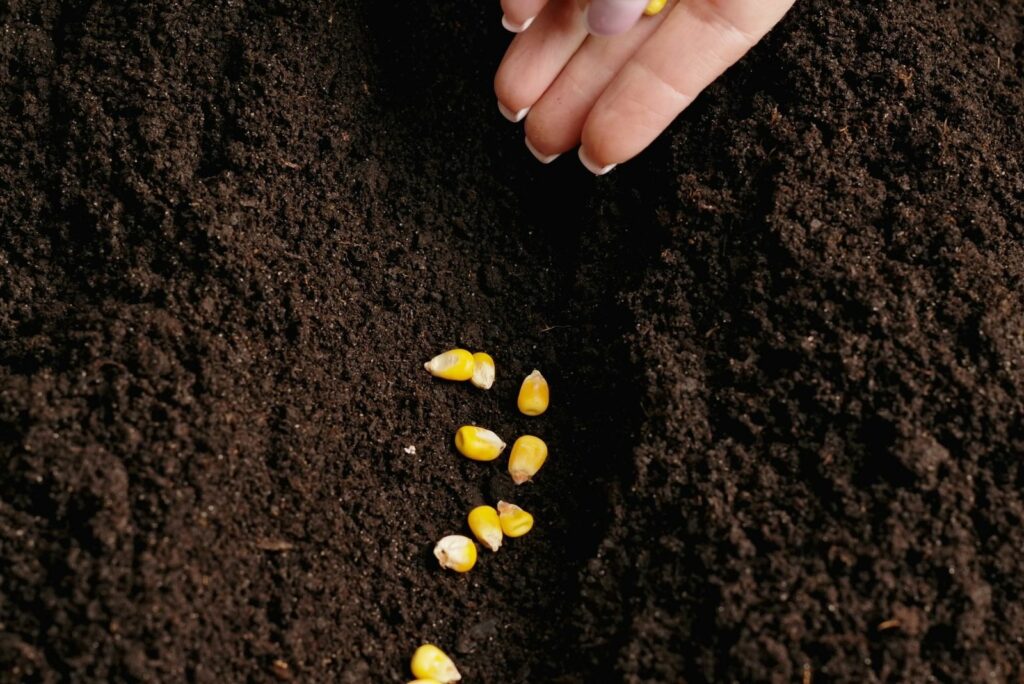 woman planting corn