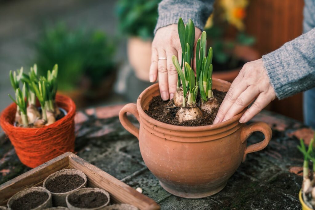 woman planting daffodil