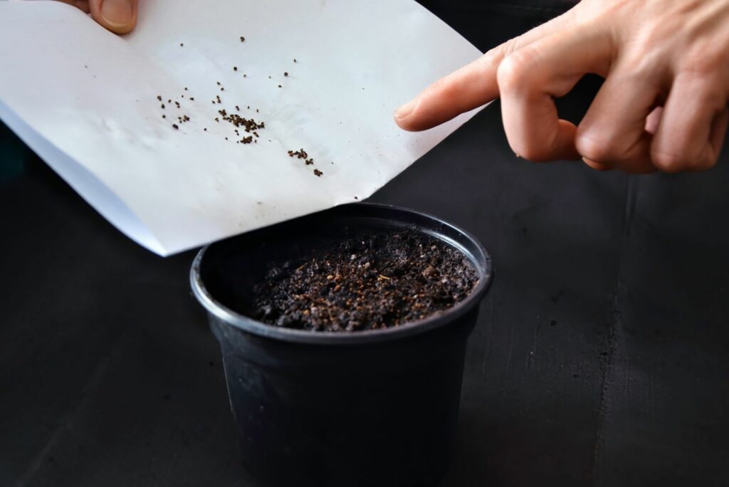 woman plants dahlias from seed in a pot