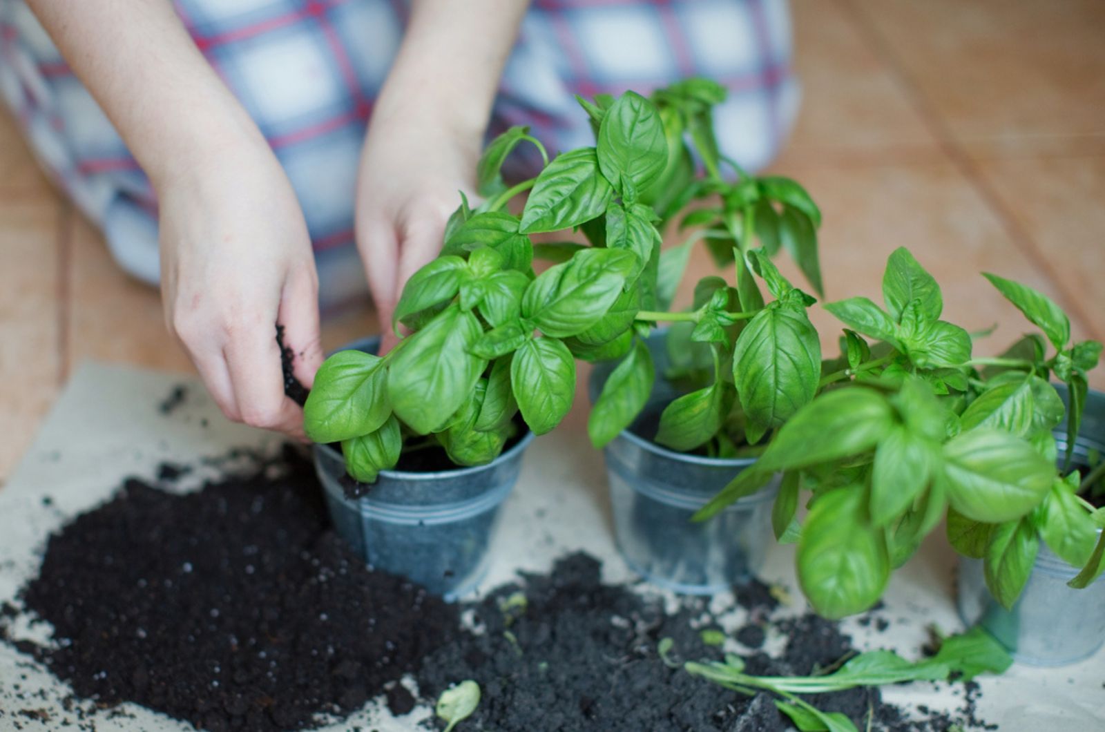 woman propagating basil in soil