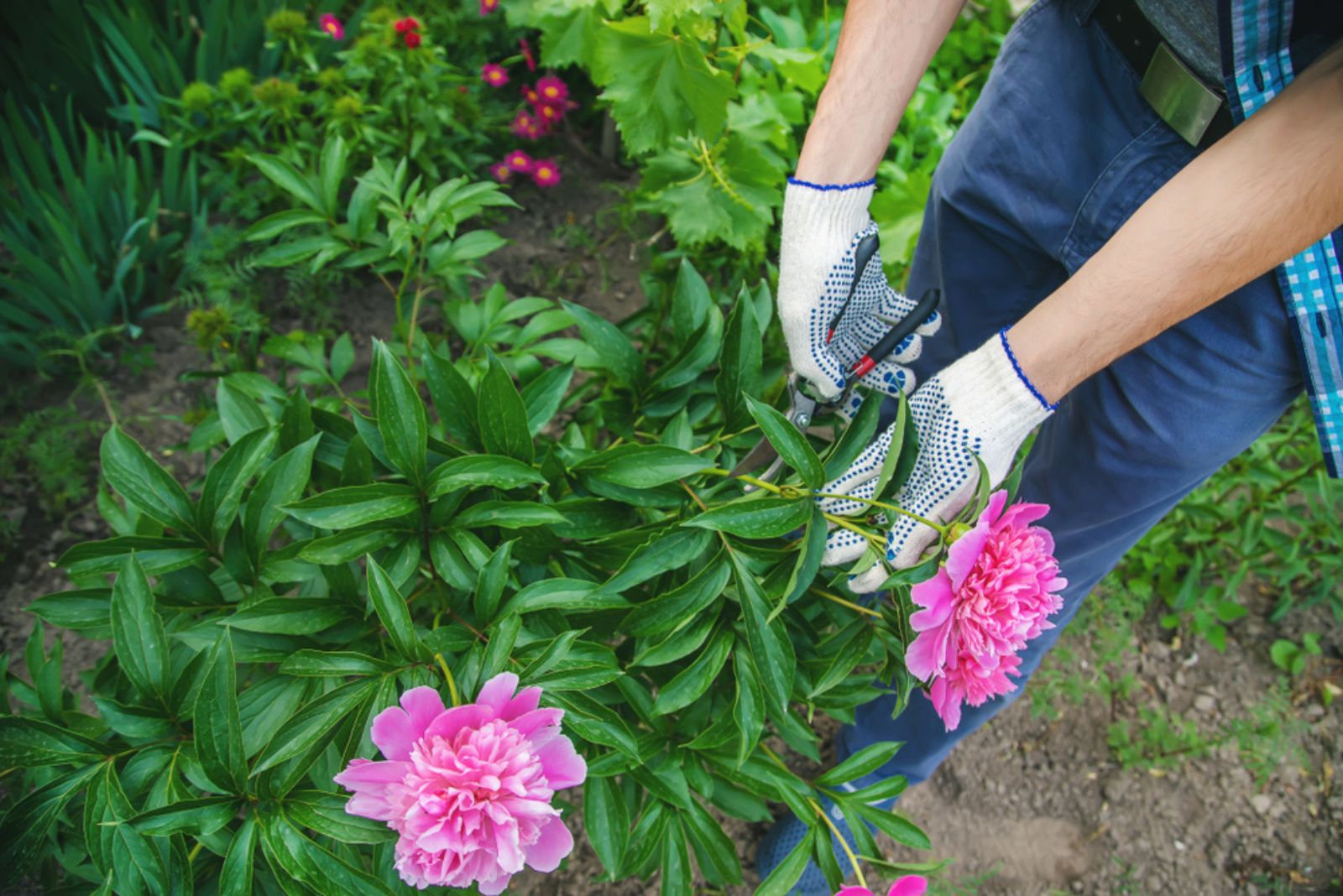 woman prunning peony