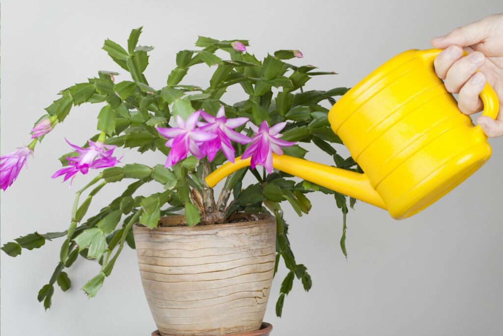 woman taking out Christmas Cactus from yellow pot