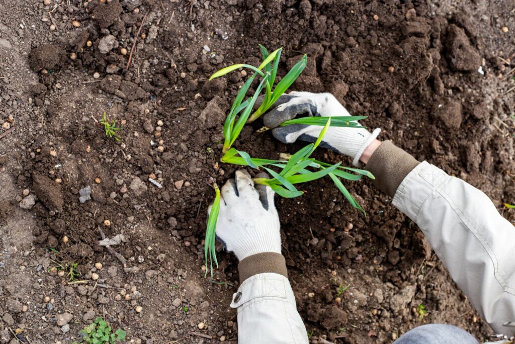 woman transplanting daffodil into the ground