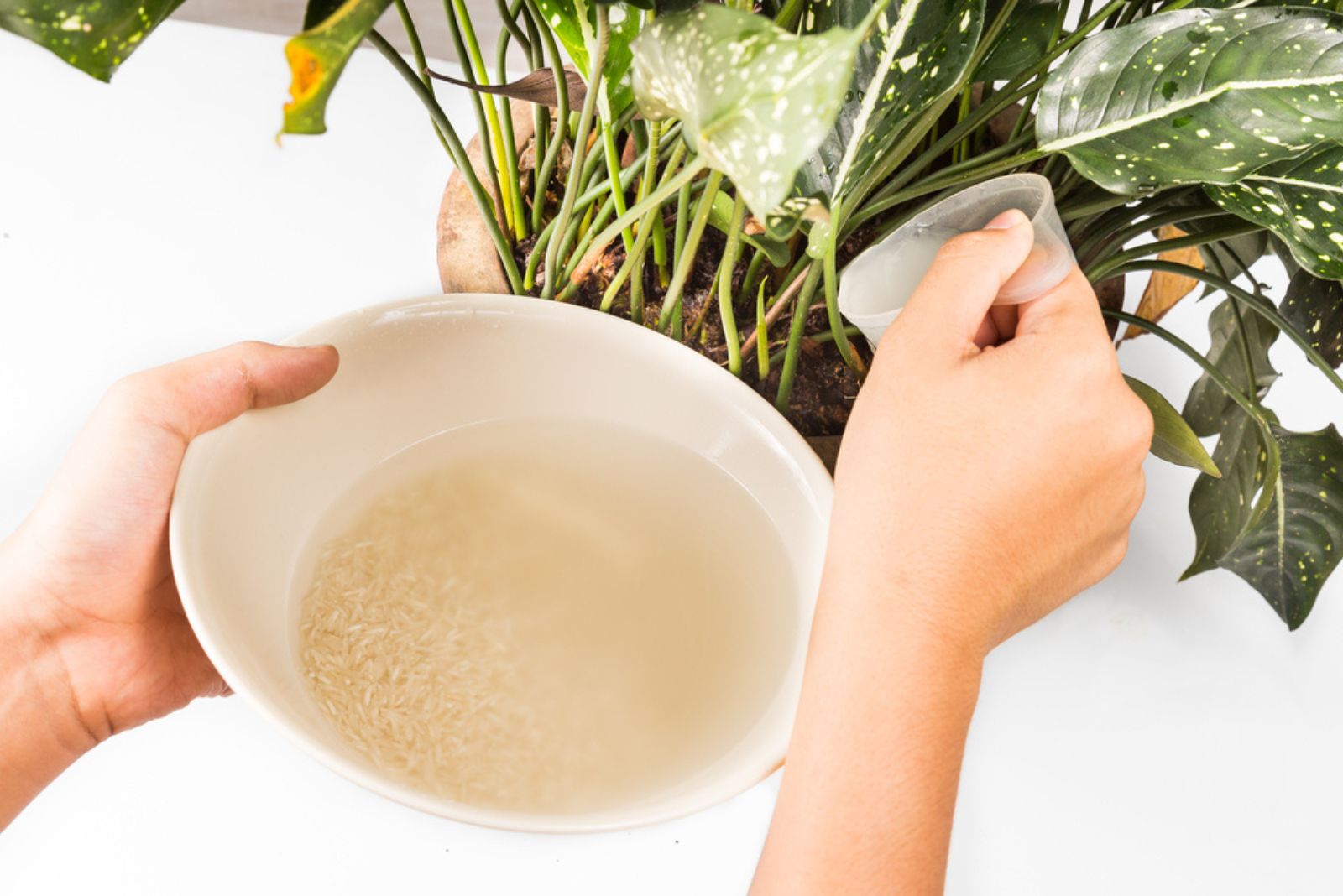 woman watering plant with rice water