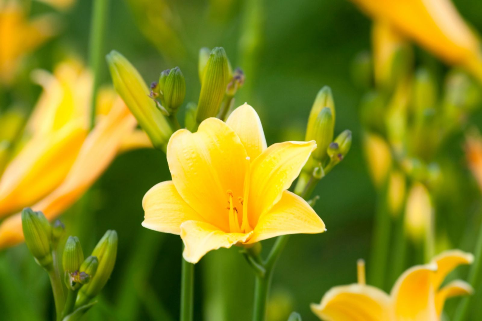 yellow Daylilies