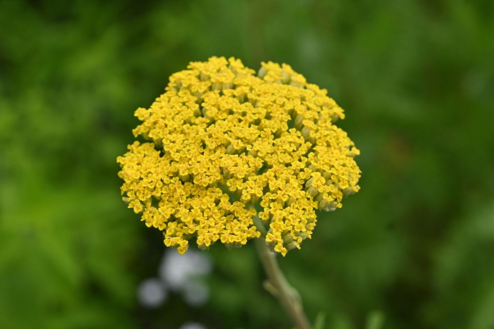 yellow Yarrow