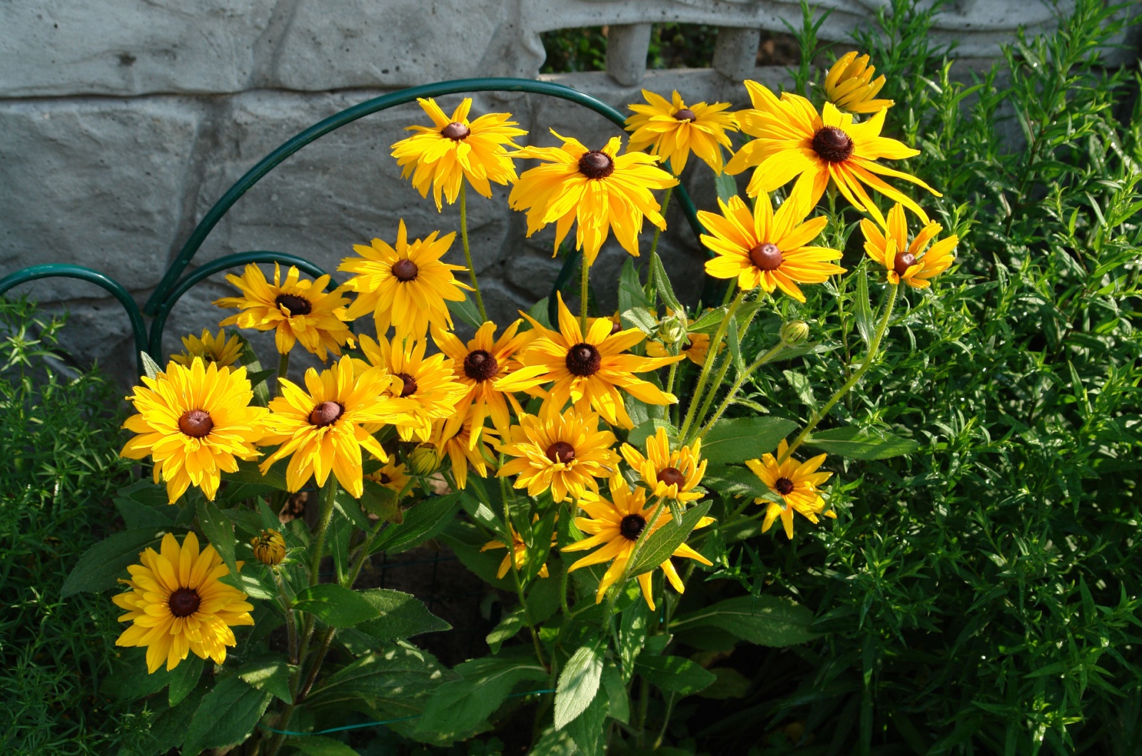 yellow black-eyed-susan flowers