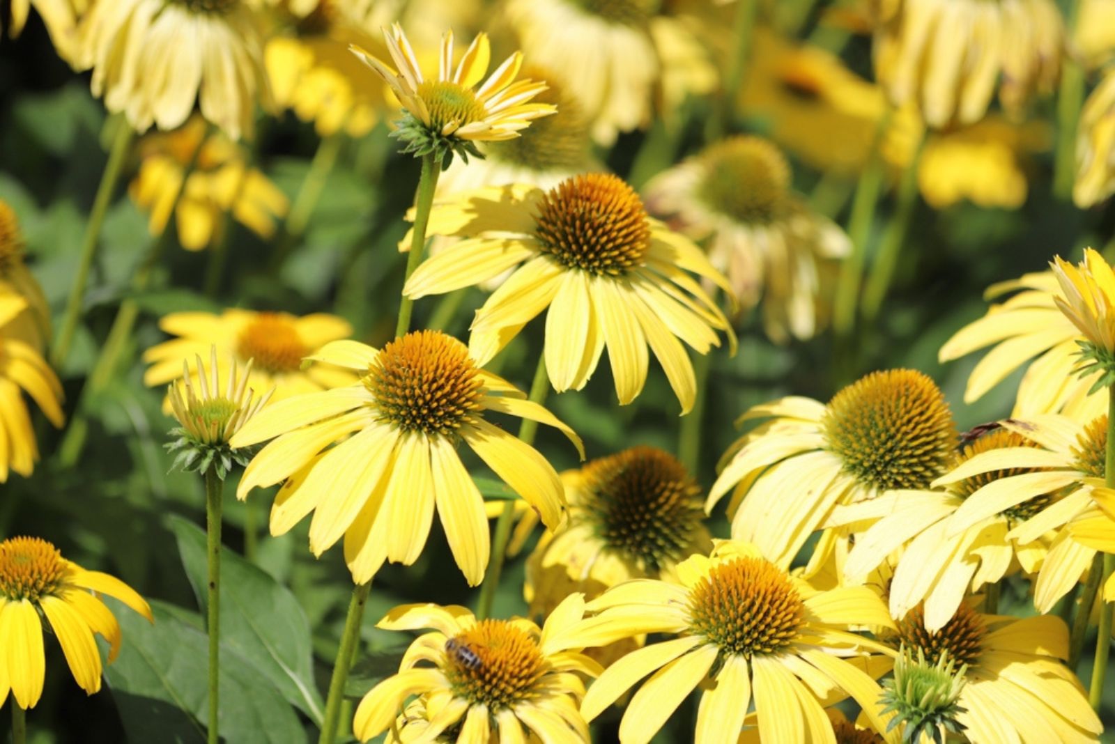 yellow coneflower