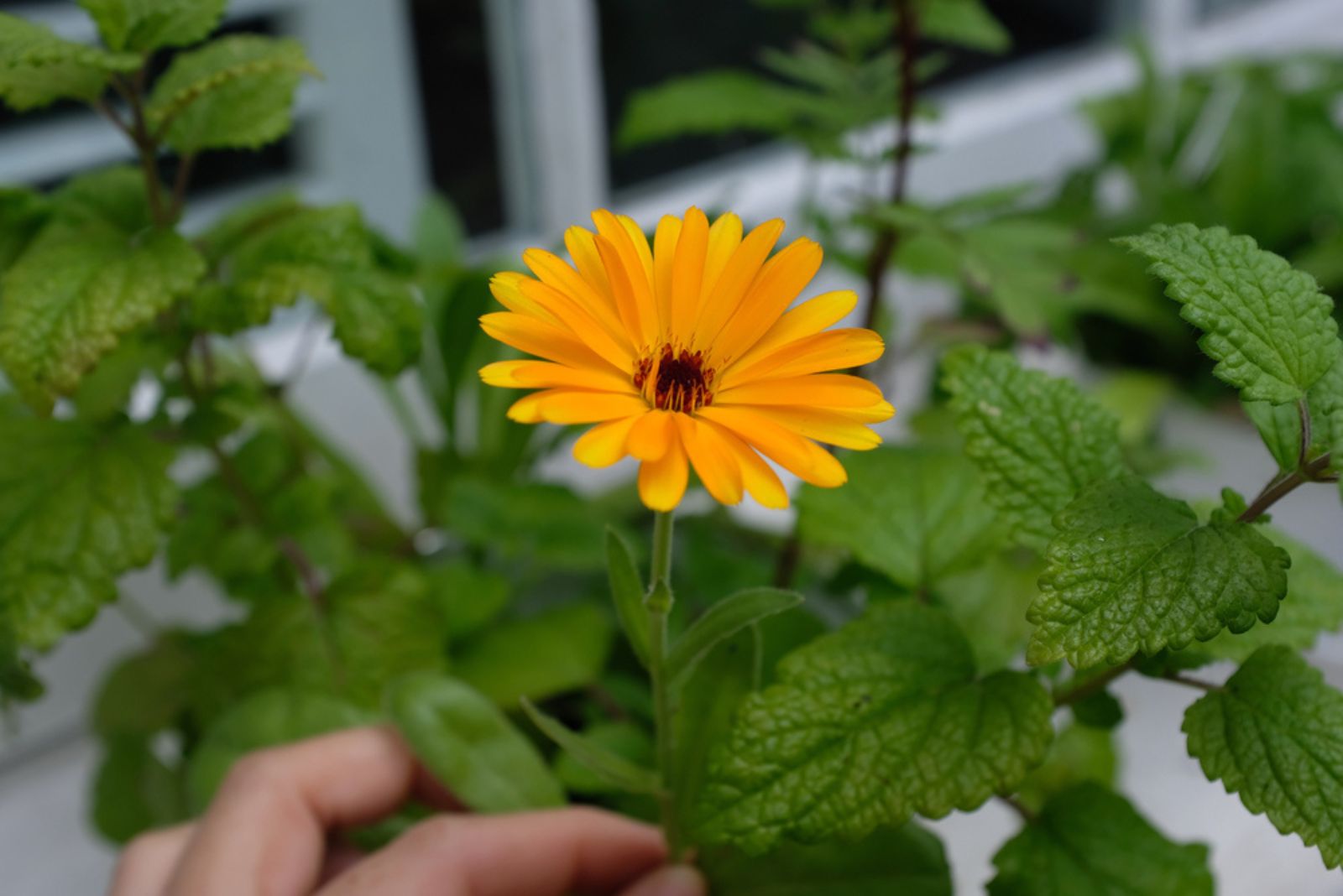 yellow flower of lemon balm