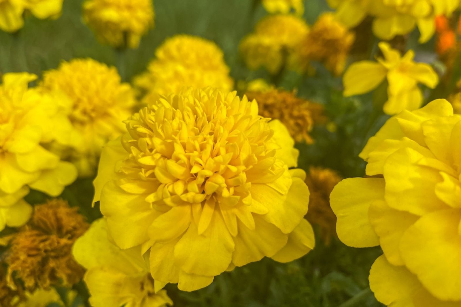 yellow marigolds