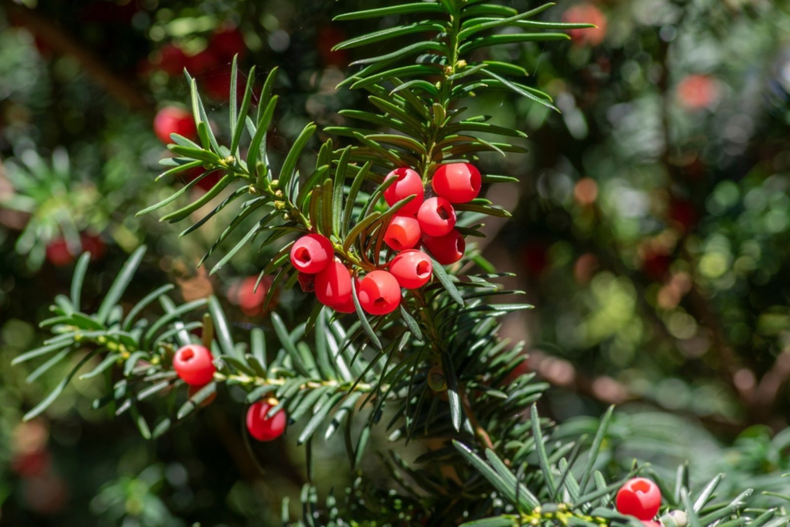 yews shrub