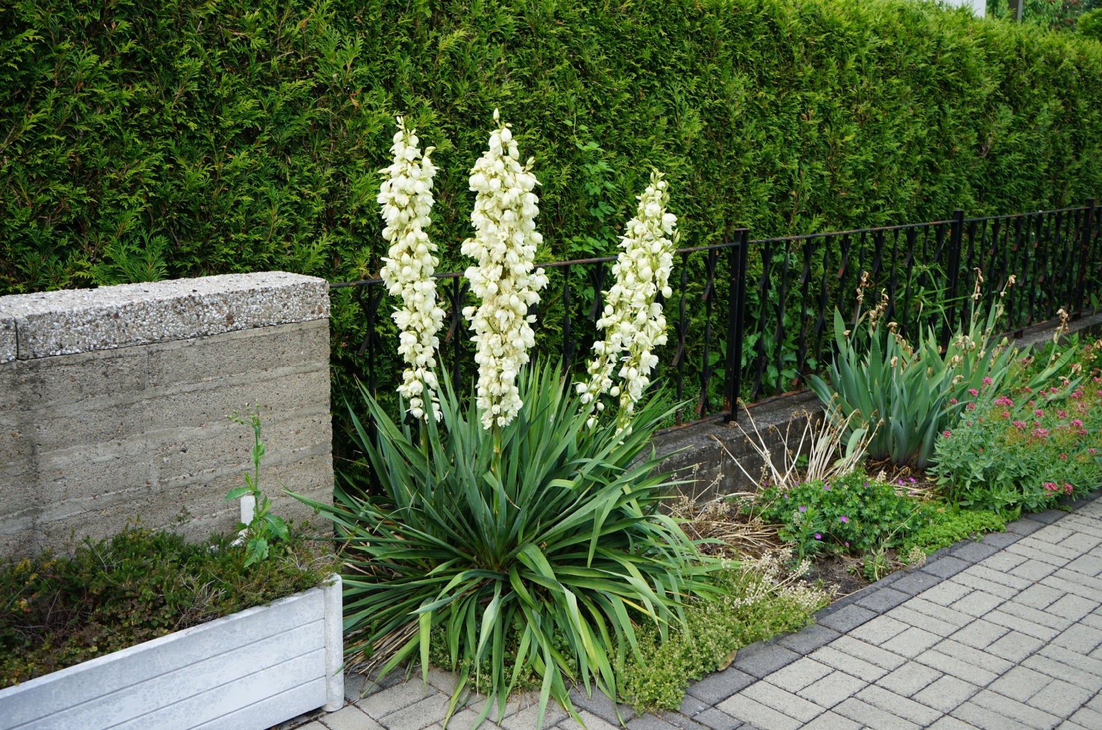 yucca blooming