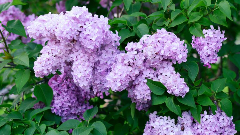 blooming lilac