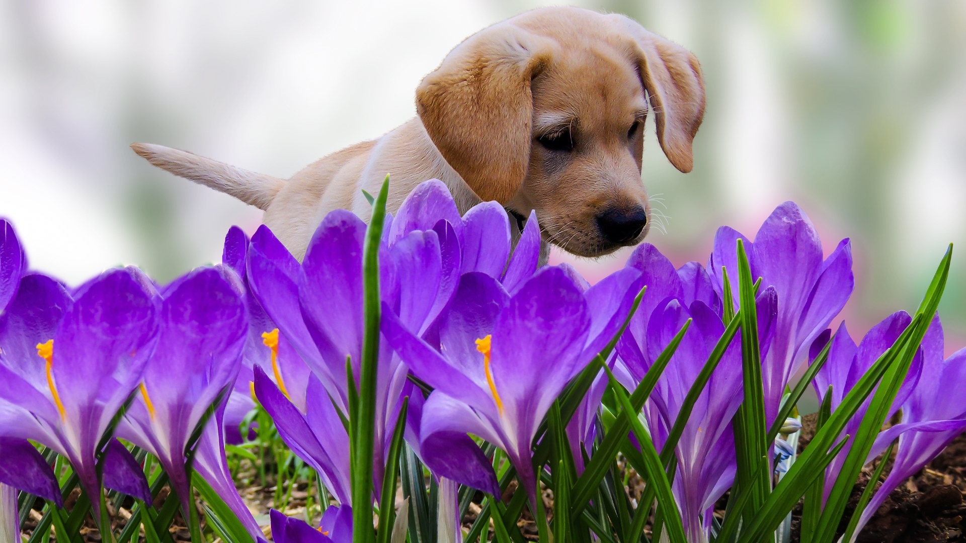 puppy plaing among purple lilly flowers