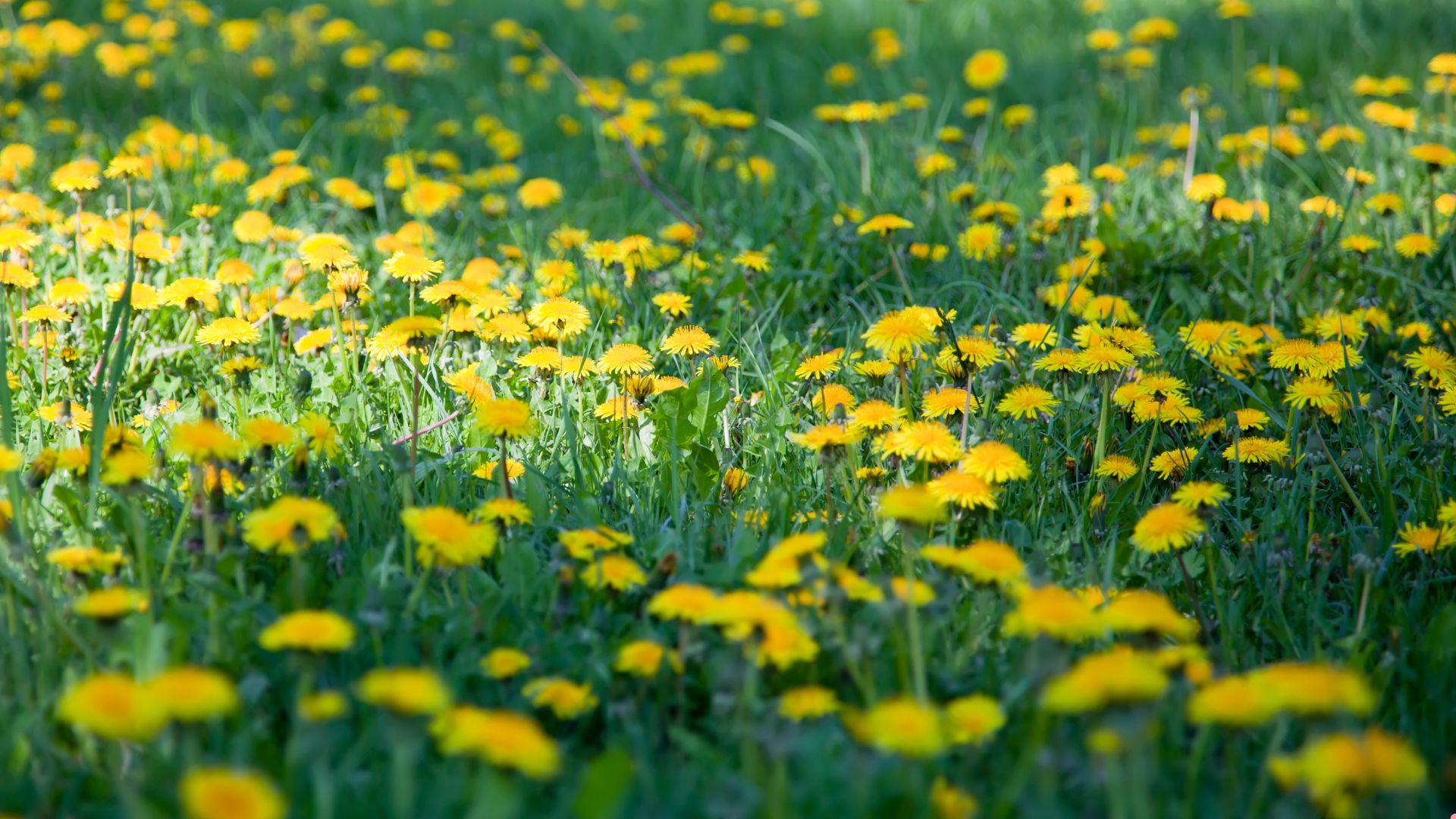 dandelions