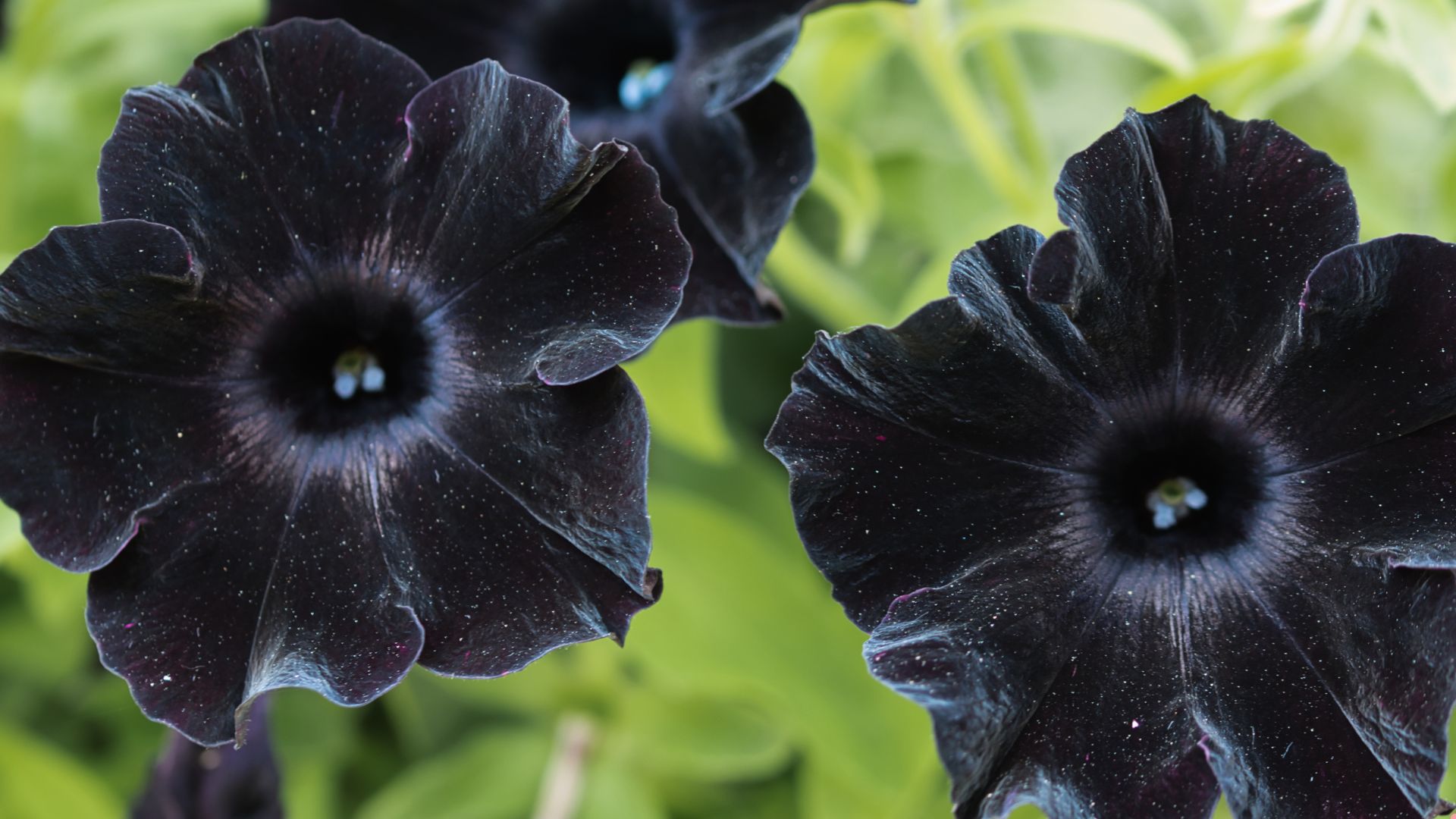 black petunia flowers