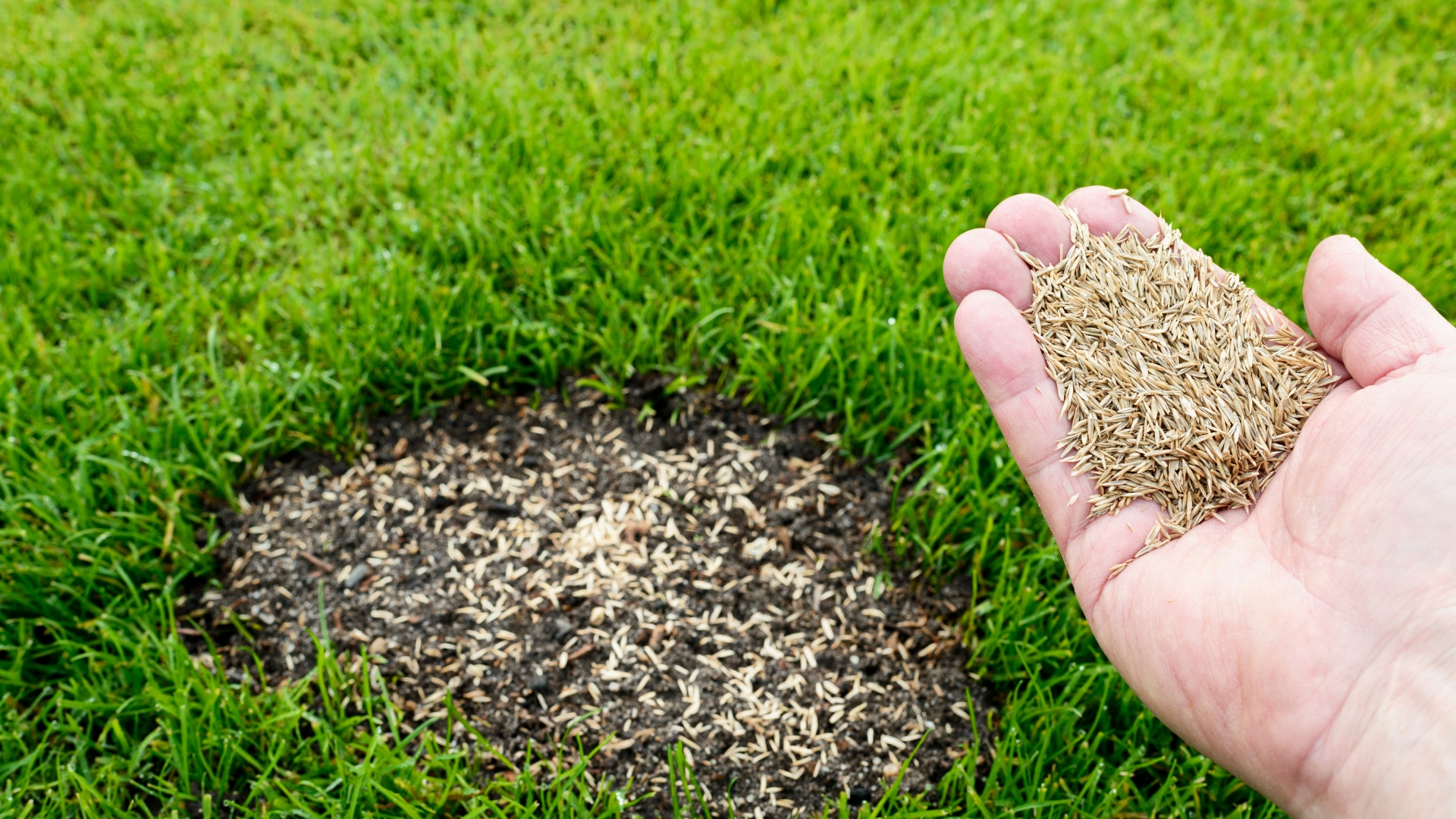 Person spreading grass seed on a lush lawn, demonstrating one of the best lawn seeding techniques for a healthy and vibrant yard