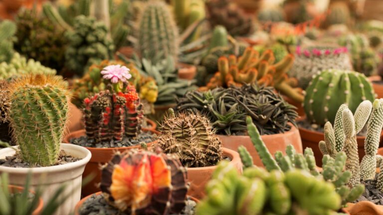 19 Best Succulents To Grow Indoors